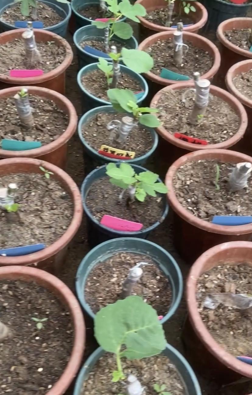 深耕无花果嫁接许久，一直凭着自己的理解摸索实践，以为用心、勤快就能做好。直到亲眼