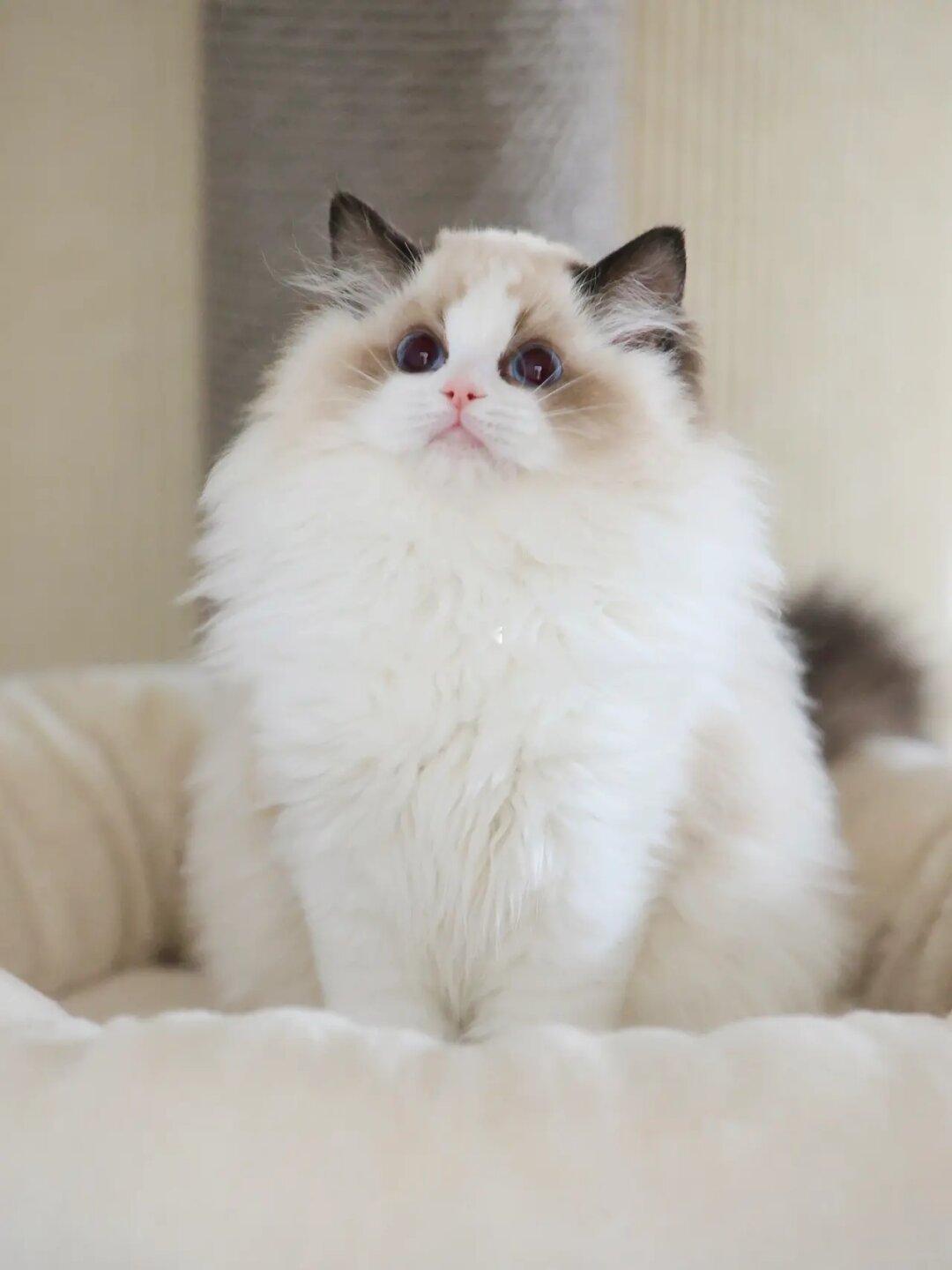 现猫找家🎀雨朵妹妹