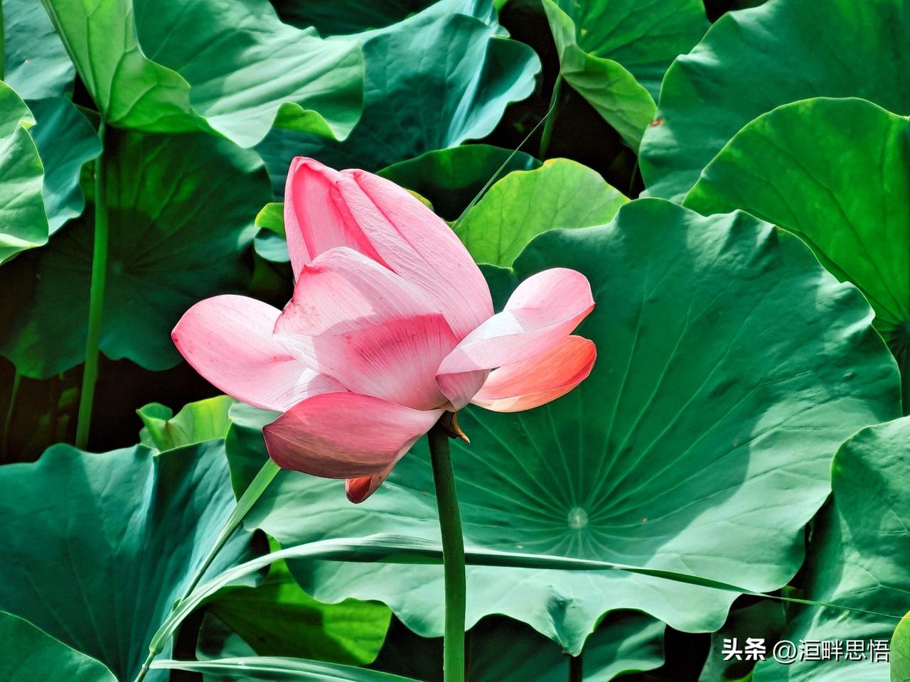 粉嫩荷花绽放在翠绿荷叶间，清新自然，美不胜收！🌸🌿