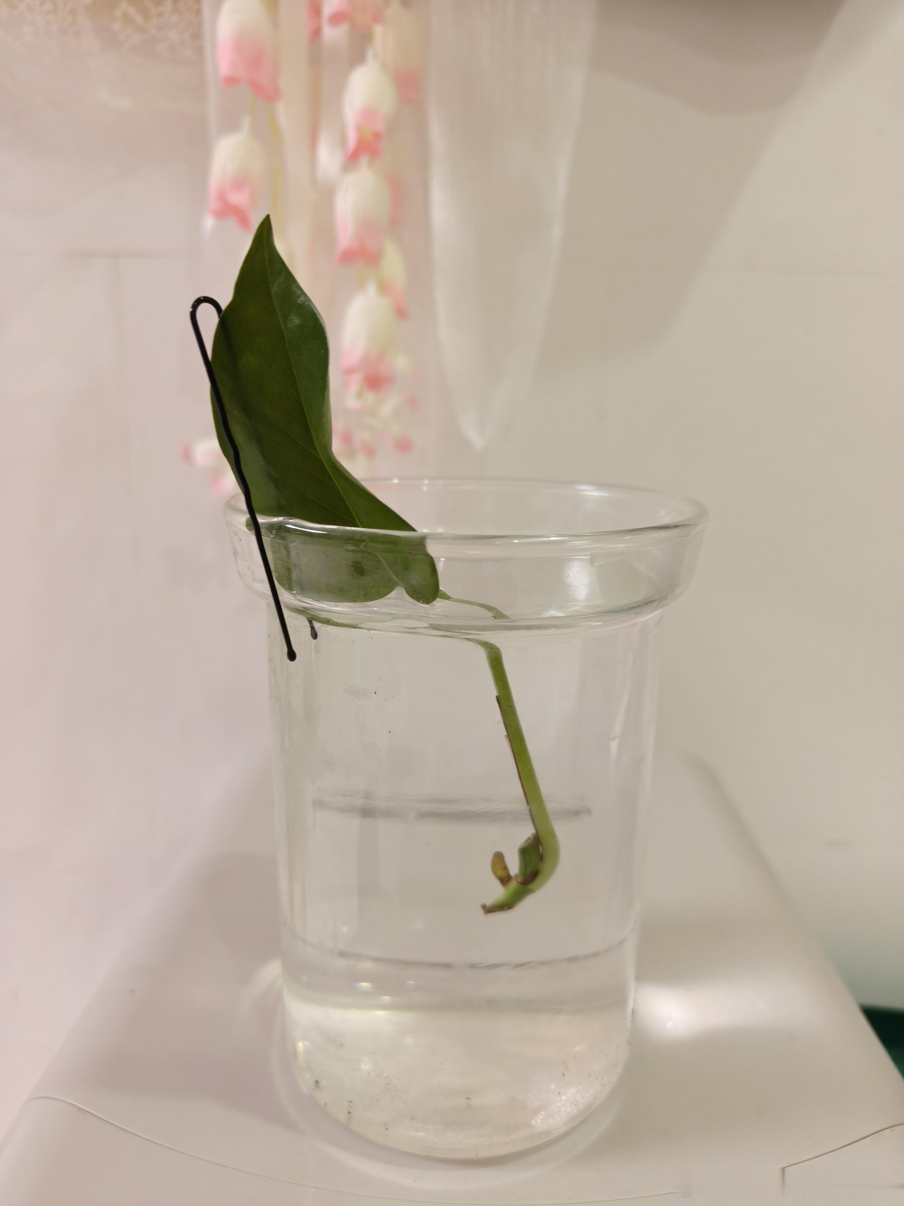 我女儿，用她的大奖章换了一个老师的绿萝。老师说，这个叶子在水里会生根发芽，长很大