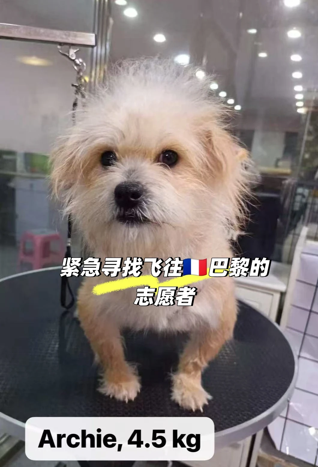 🛫 紧急求助！小狗急寻飞巴黎的爱心志愿