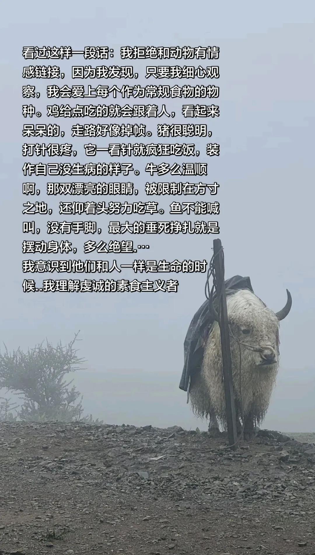 我觉得吃肉有些残忍，因为我会爱上作为常规食物的物种。

看过这样一段话：我拒绝和