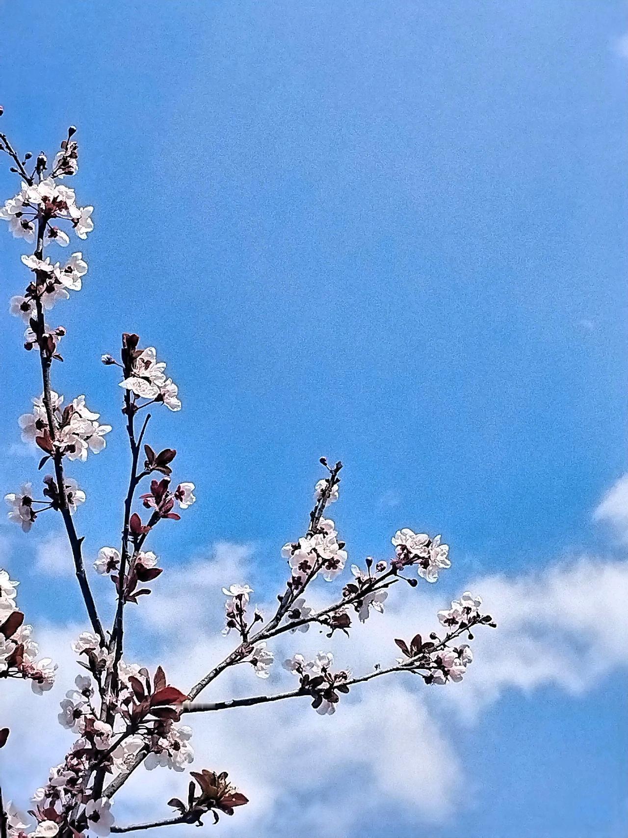 晒图笔记大赛 春花烂漫映碧空，枝头绽放似锦绣。在这春花烂漫之际，一场晒图笔记大赛