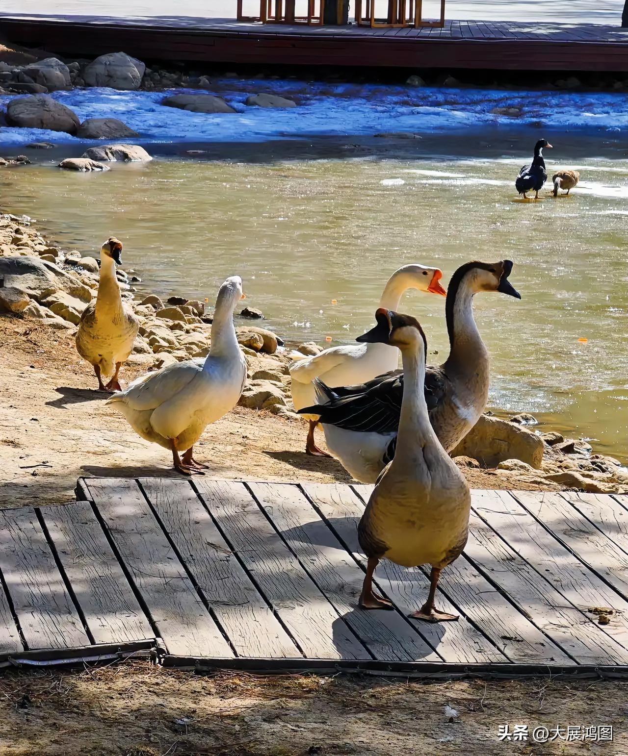 水边鸭戏嬉，日暖春光里。鸭鸭游湖 水暖鸭游 湖面游鸭 春日鸭子