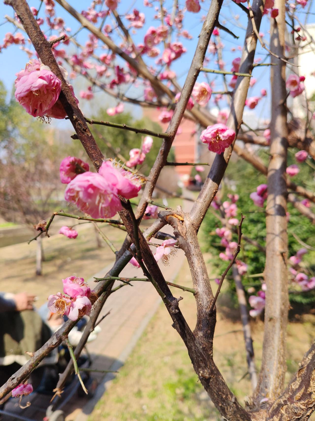 春风一到，心事就软了。
 
不求大富大贵，不盼轰轰烈烈，今年春天，我只有一个简单