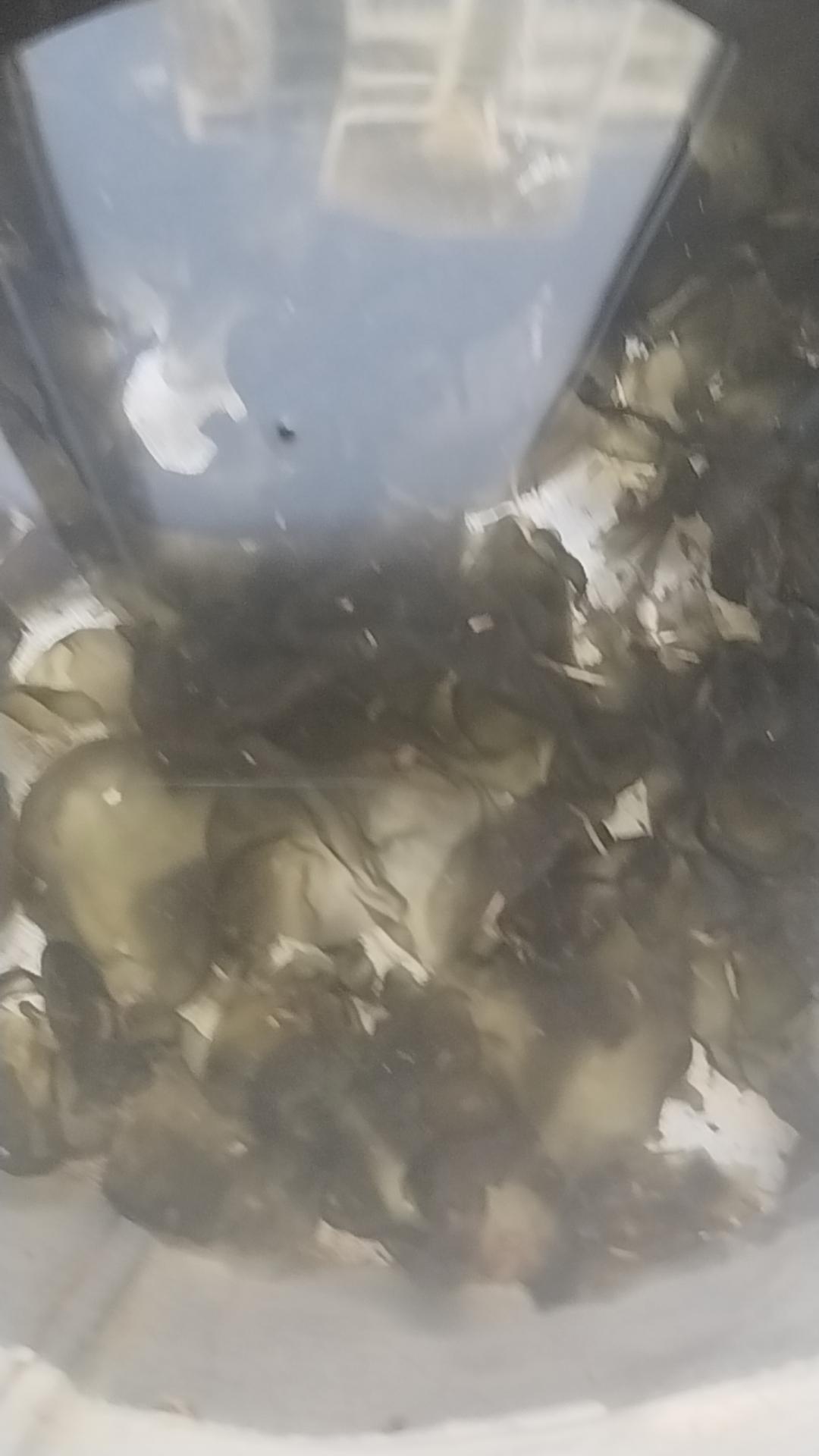 “新鲜大丰收！满满一桶新鲜美味！”🍤🐟🦞地衣  逮蛐蛐而外收获  下一次又