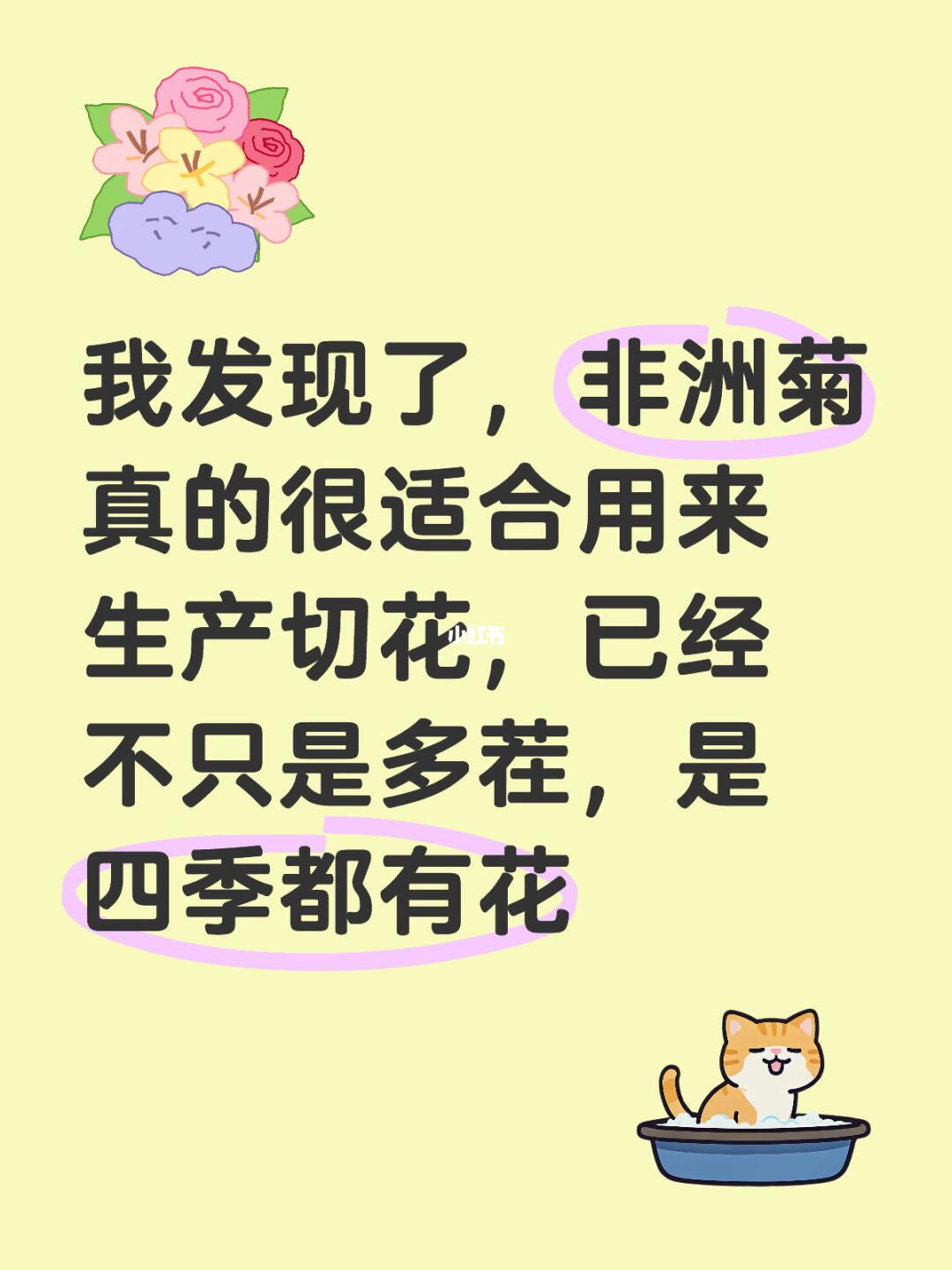 又买了一些非洲菊