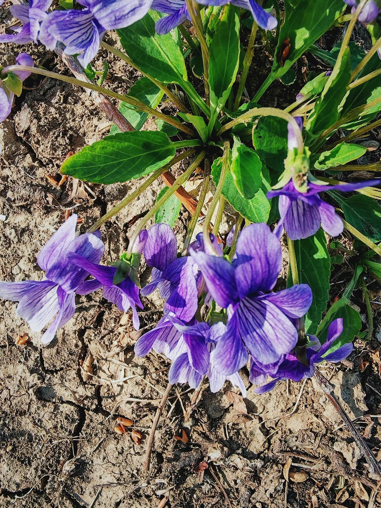 【识花辨草】紫花地丁，别名野堇菜、光瓣堇菜等，为堇菜科堇菜属植物紫花地丁的全草～