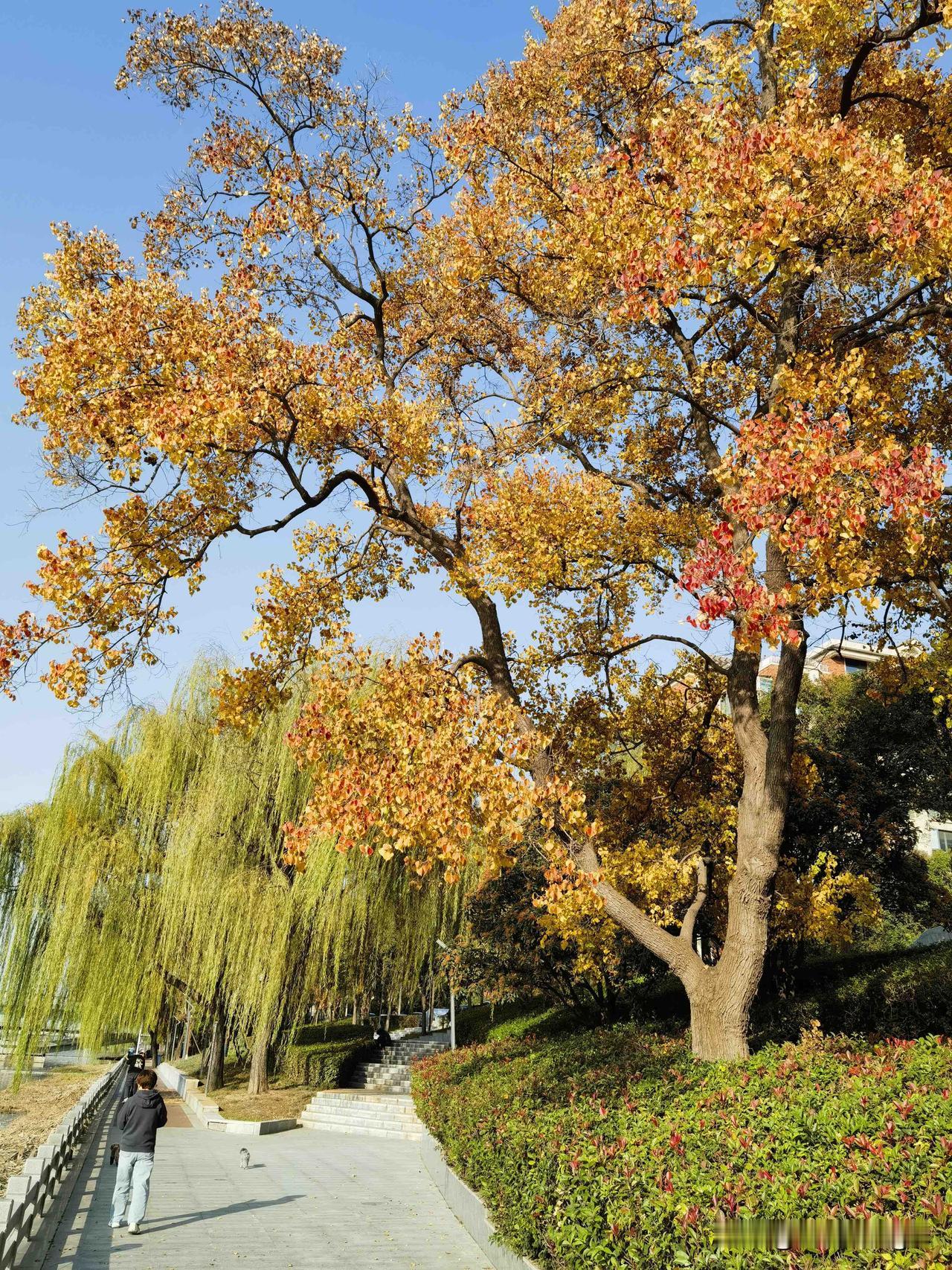 金水•晚秋
余华曾说：生活是一种“感觉”，要相信前方有好运，这样你每天都会过得很