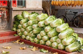 人民日报：冬日白菜胜“鲜笋”，营养实惠又养生。

家门口堆积如山的白菜，是北方入