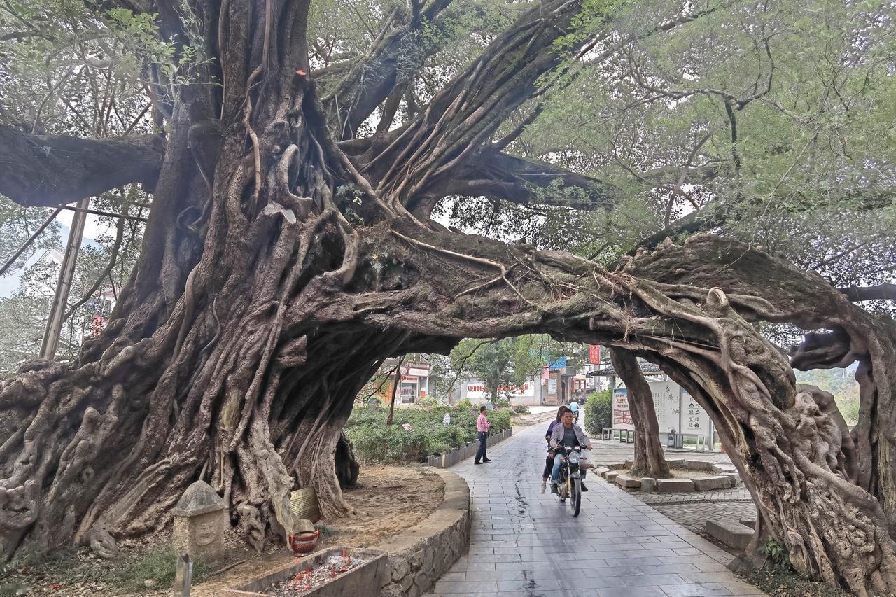 #广西旅行# 广西平乐榕津古镇的千年古榕堪称大自然的神奇杰作！古树盘根错节，枝干