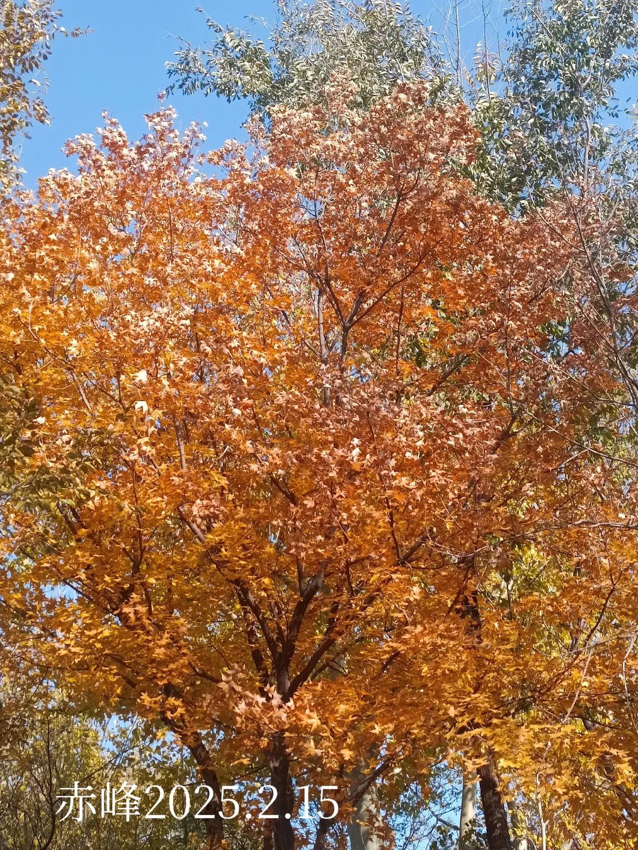 随手拍摄叶的美路边随拍，深秋的树叶。