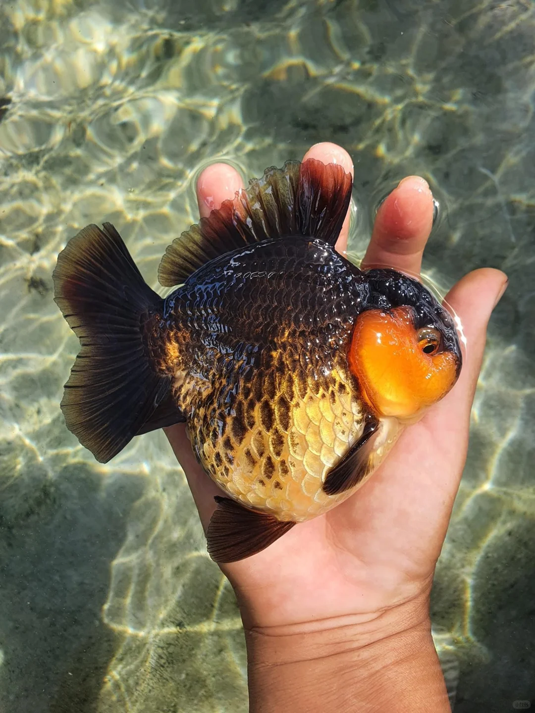 胖的可爱😍