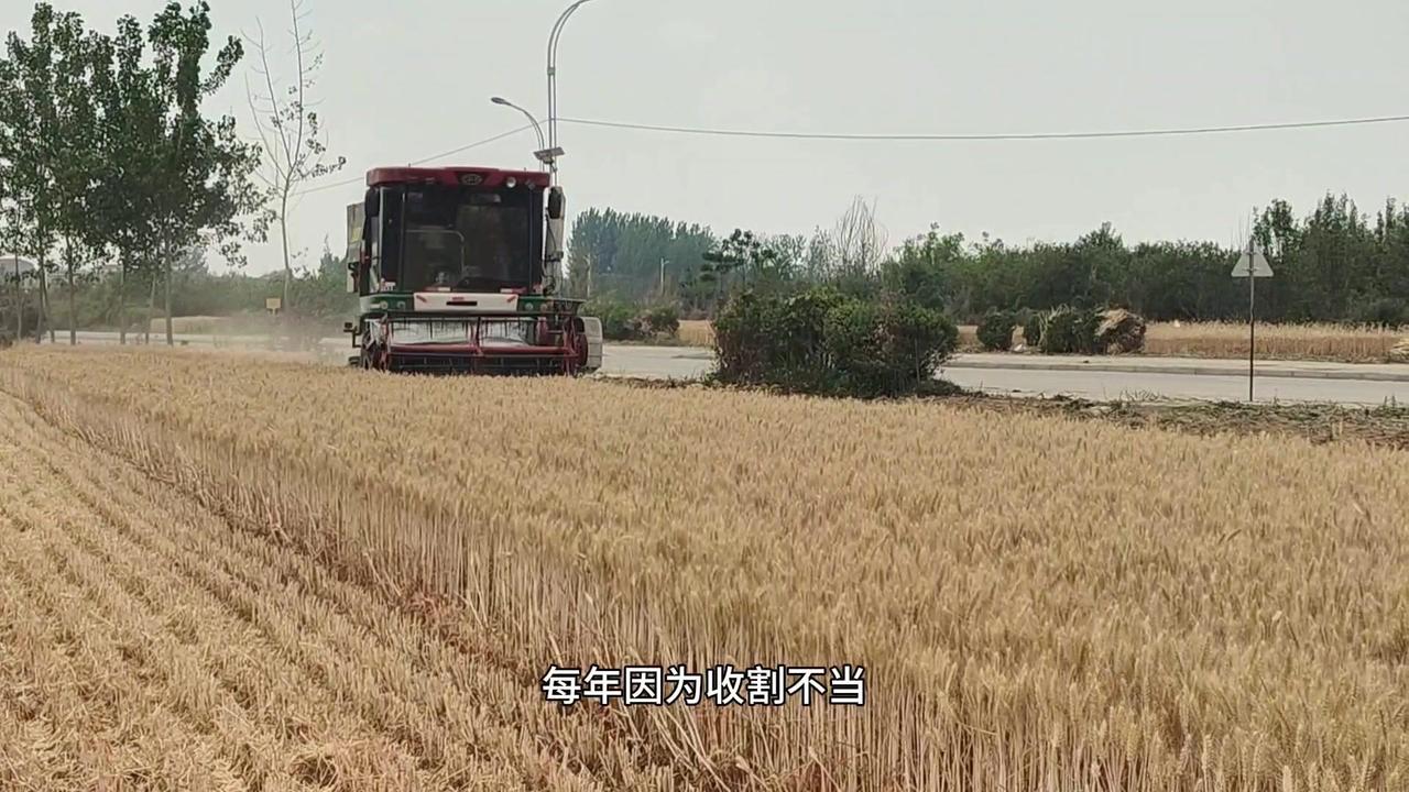 🌾小麦收割这三点做好，每亩多收200斤不是梦！

1️⃣看准成熟时机最重要：小