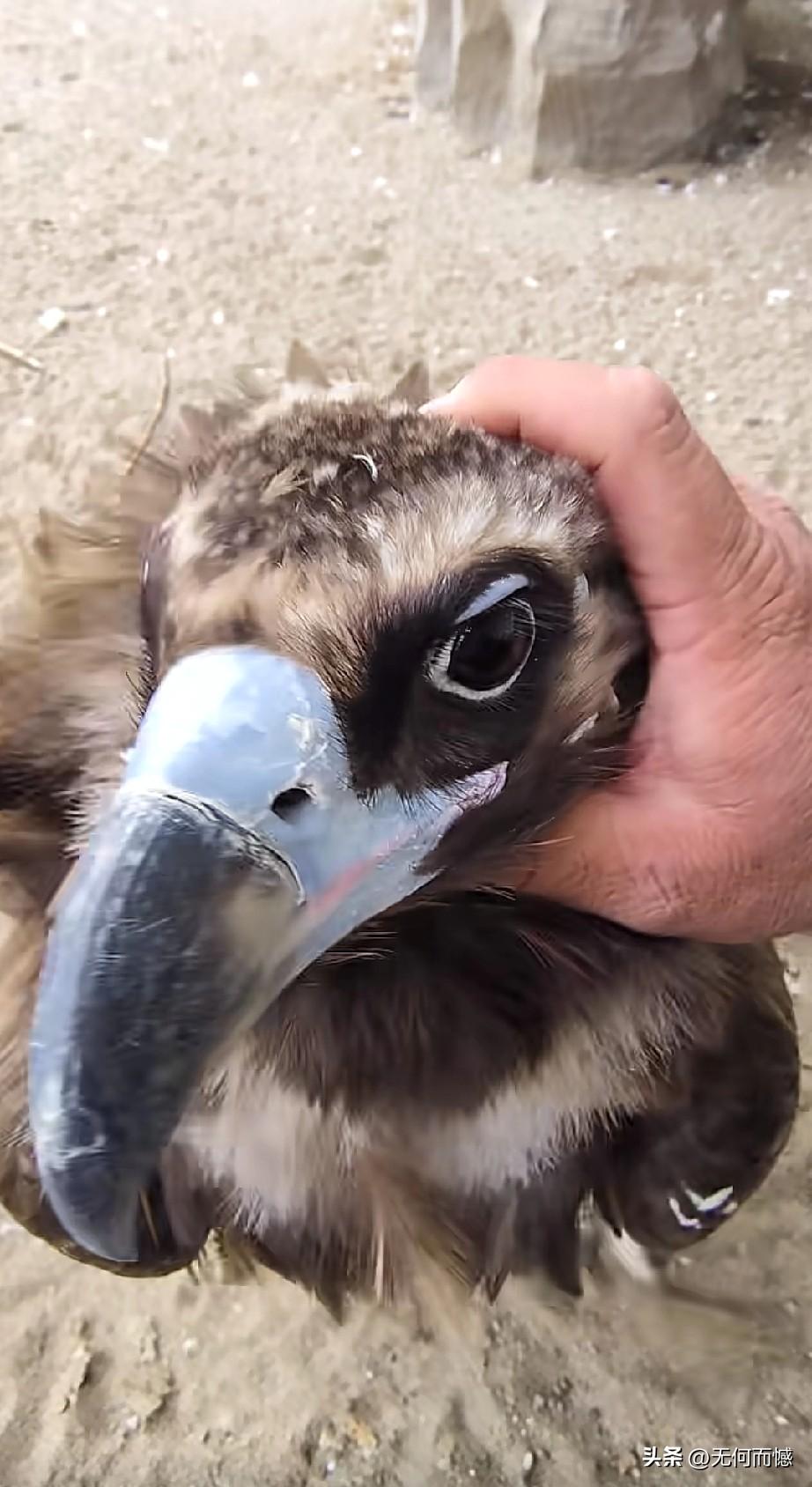 这秃鹫的脑袋也太大了，嘴看起来也非常的大，看起来和牛犄角一样，脖子也非常的粗，感