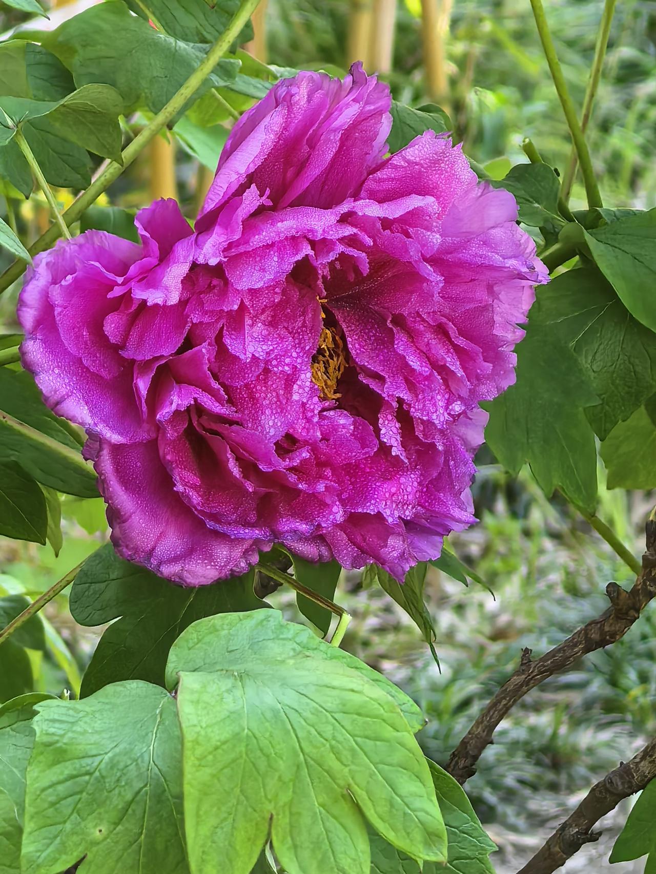 《人间富贵红》
红牡丹开得热烈张扬，尽显花王的雍容霸气。浓艳的正红如烈火燃遍枝头