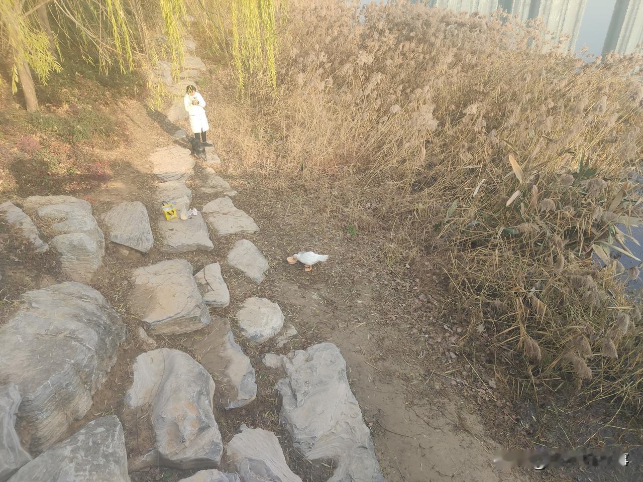 西流湖公园里的这两只鸭子是有人放生的，不要捉捕。今天上午九点左右，在郑州市西流湖