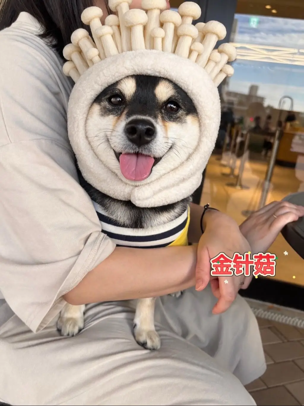 姨姨们想要什么菇？