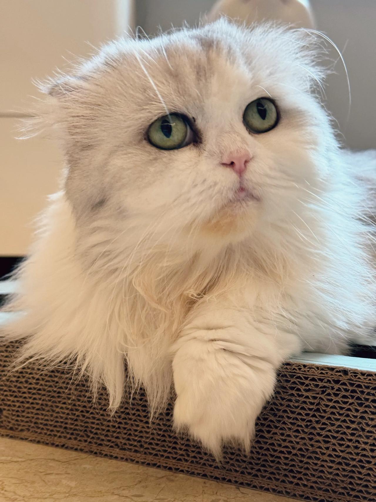 世界上怎么会有这么可爱的小猫咪？！
#萌宠# #猫咪#