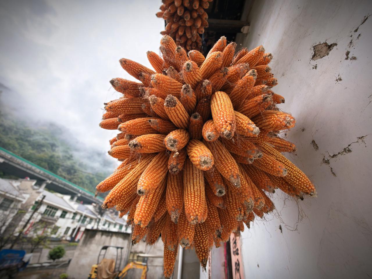 中秋节回陕南老家，看着墙上的玉米和地里的茄子，我不焦虑AI了

中秋节回陕南老家