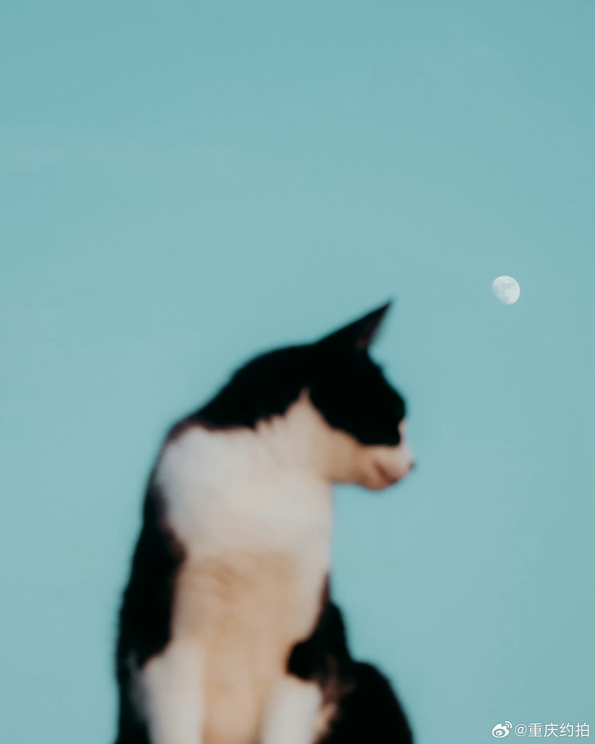 🐈 