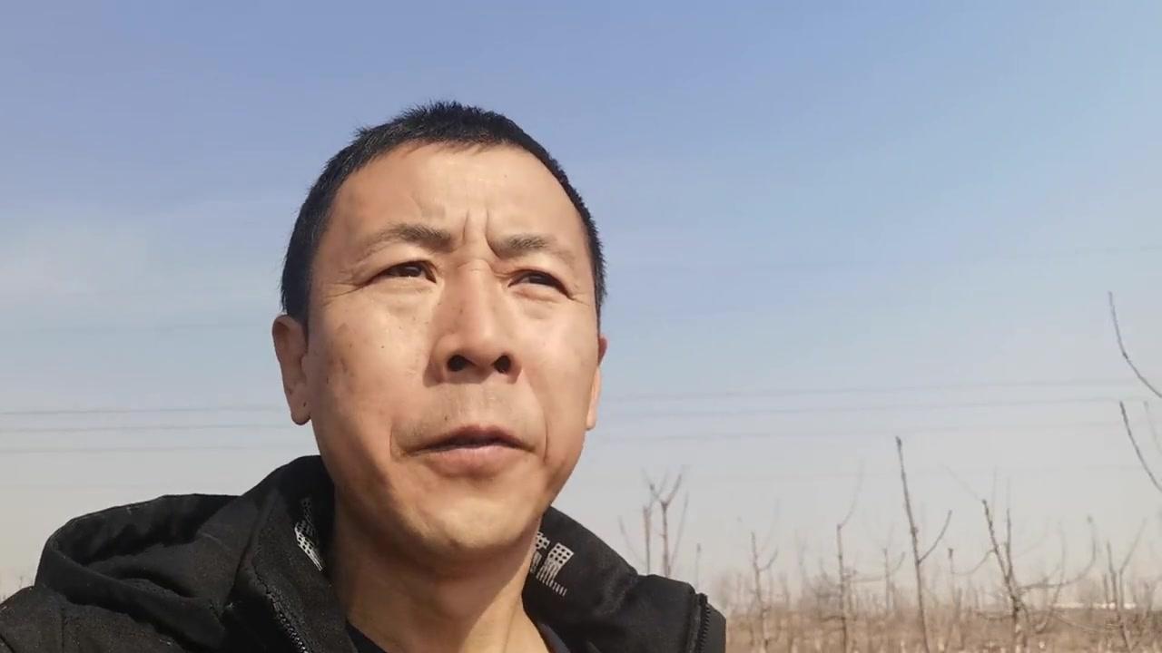 💴樱桃树株行距怎么选？3*4株行距最稳妥，新手别贪密！
1️⃣合理密度：初种选