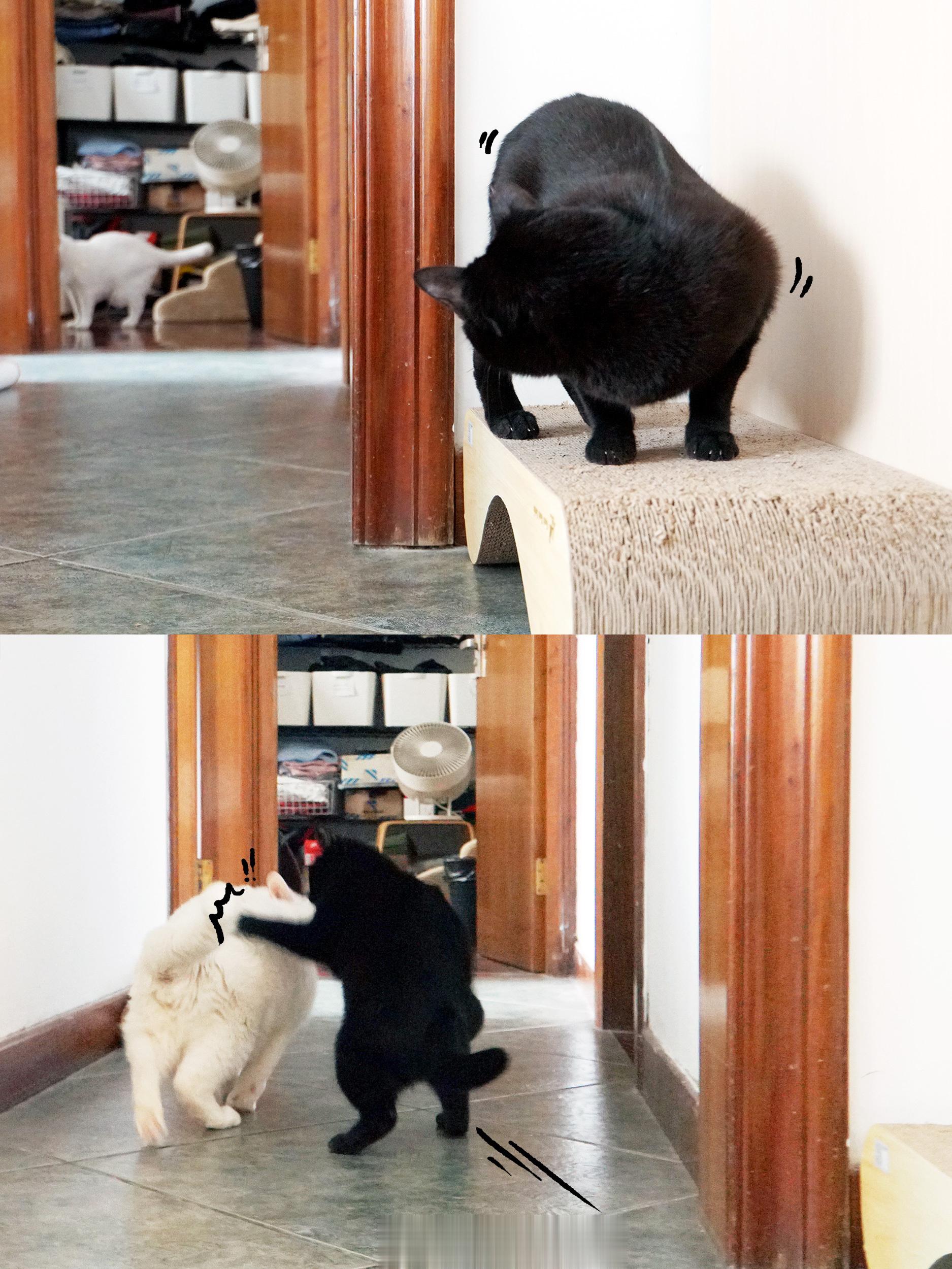 是臭哥哥！打打！！！ ​​​