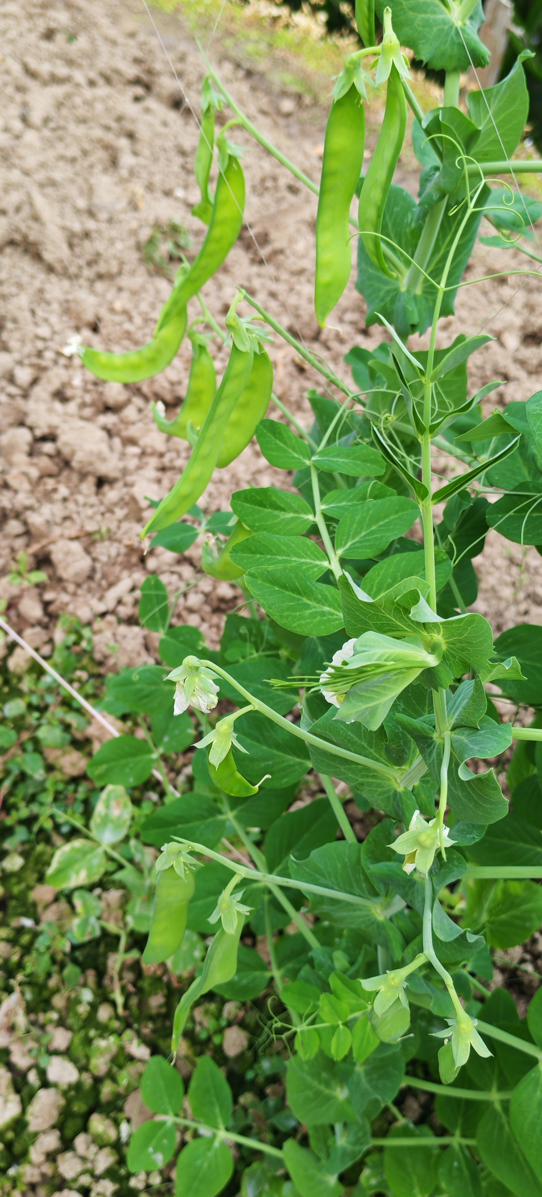 荷兰豆，带着蓬勃的生机，愿日子也像这样，青绿饱满，充满希望🌱早安！ ​​​