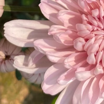 菊花种植的方法：选种、控光、水肥管理，需根据品种特性调整养护方式。1. 选种与育