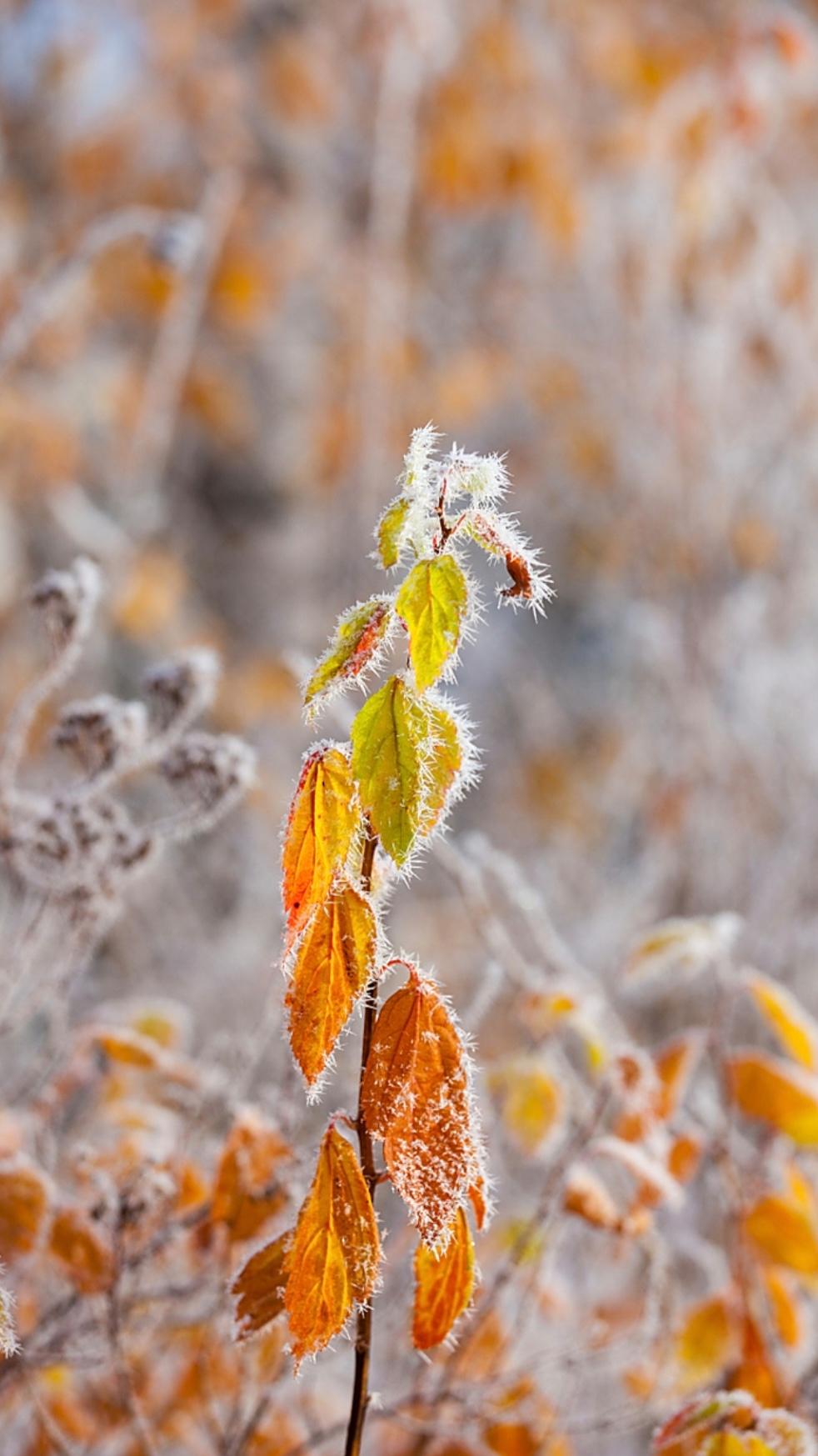 《初冬有感》
寒风渐起冷天稠，
万木身瘦碧叶丢。
草枯路边绿已杳，
荷残塘中影难