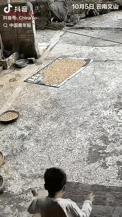 10月7日，云南。5岁娃在院子玩耍，见天要下雨，秒变“小大人”。
 
踮脚扯辣椒