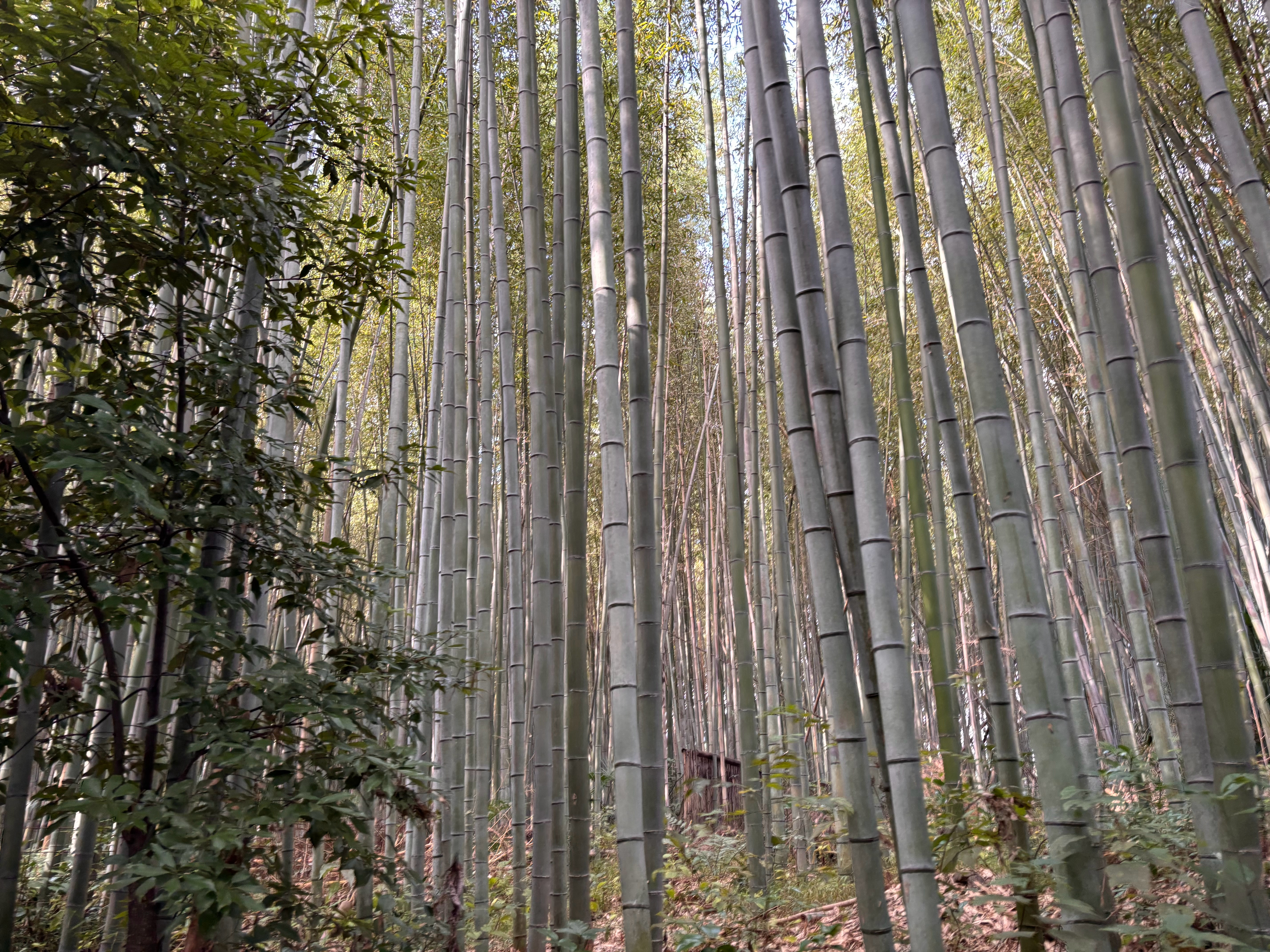 骗人们怕蛇的毒却忽略了凡恶毒者也善骗骗了农夫的善还骗了枝上的鸟儿它们怎么也没想到