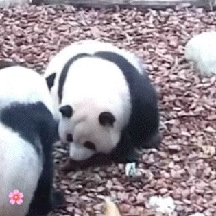 花呀，那个笋跟你亲密接触后你疼吗？

按照小熊猫可以从树上掉下来的，承受度应该还