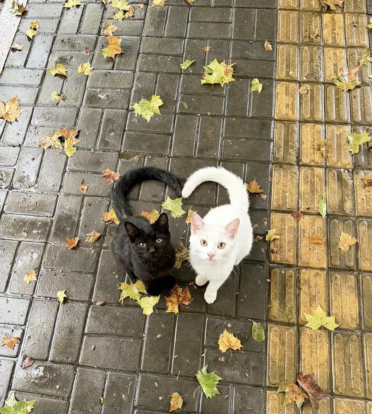猫咪爱心 biu~（图源：x.com ） 