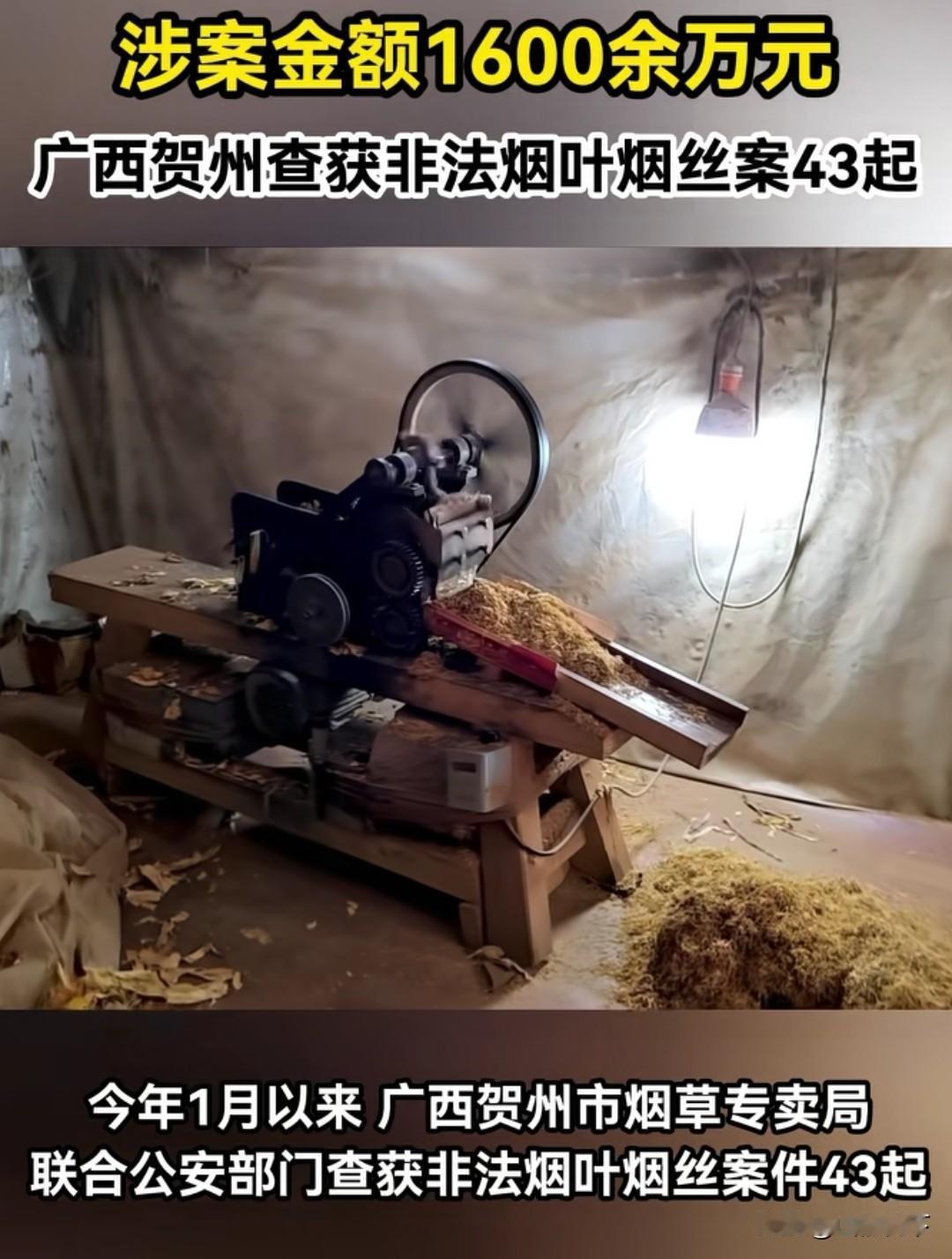今年贺州种的烟还能卖得出去吗？刷到一条东方烟草报的视频，说自从今年一月份以来，广