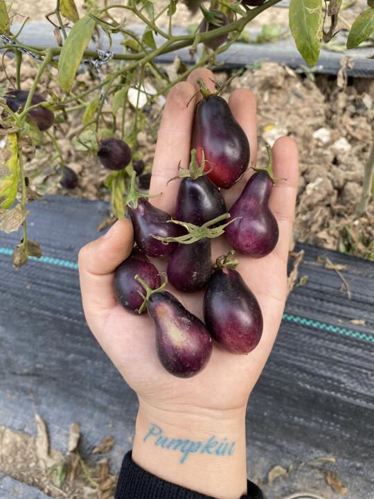 这个番茄🍅怎么🍆里🍆气的