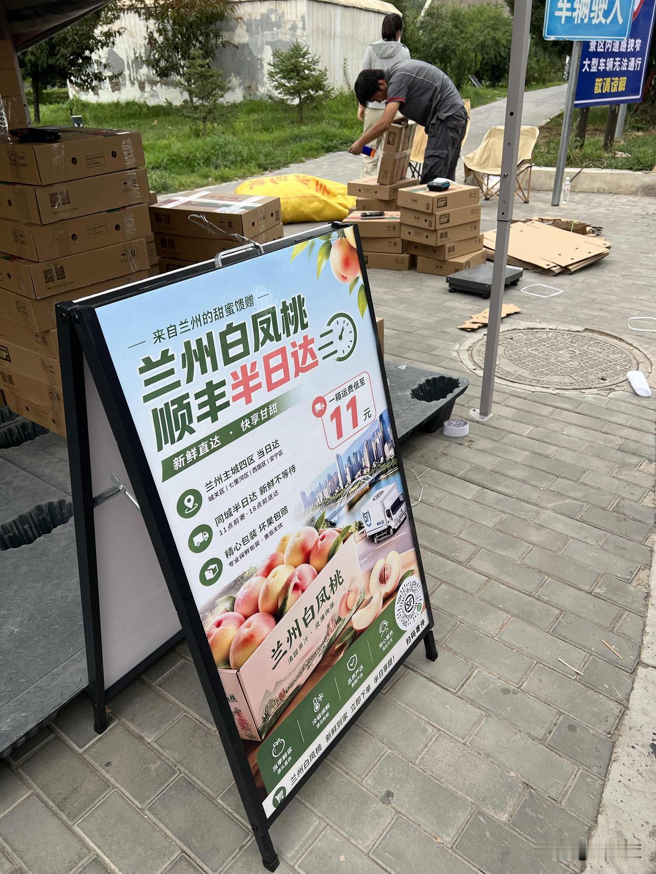 兰州安宁区白凤桃大量上市，顺风快递小哥忙，把我们品质最好的白凤桃运往了全国各地！