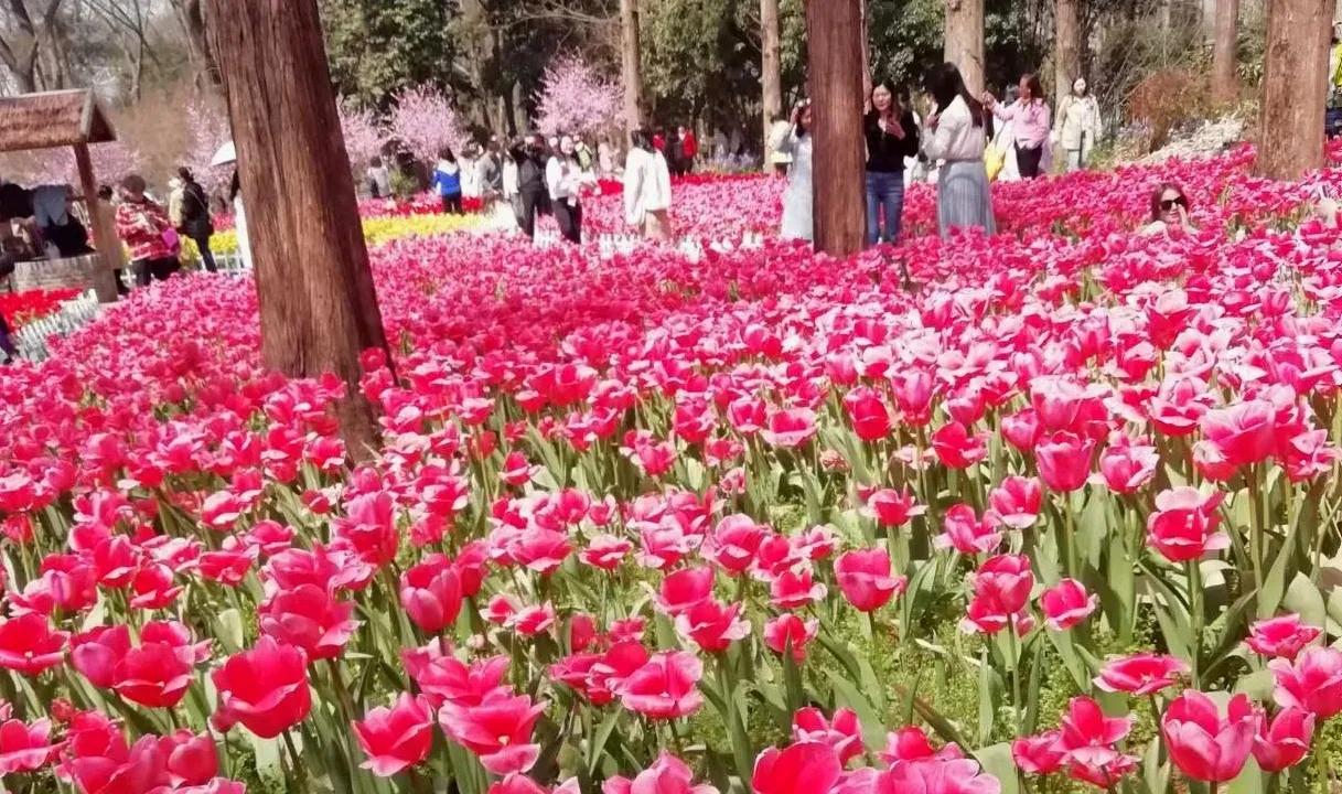 郁金香盛开，花香扑鼻。