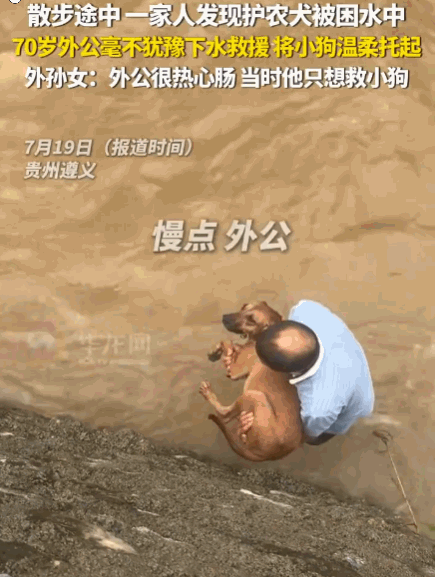 刻在骨子里的善良！贵州遵义，一家人散步时，突然发现一只护农犬被困水中，拼命挣扎却