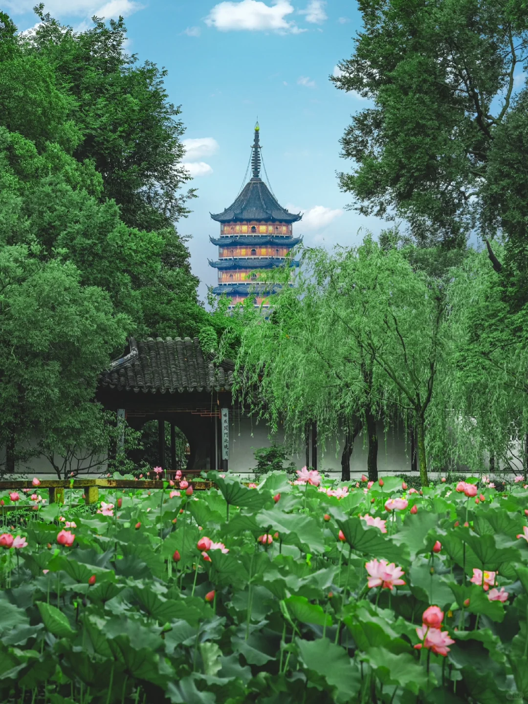 我宣布‼️拙政园才是是苏州赏荷🪷的天花板‼️