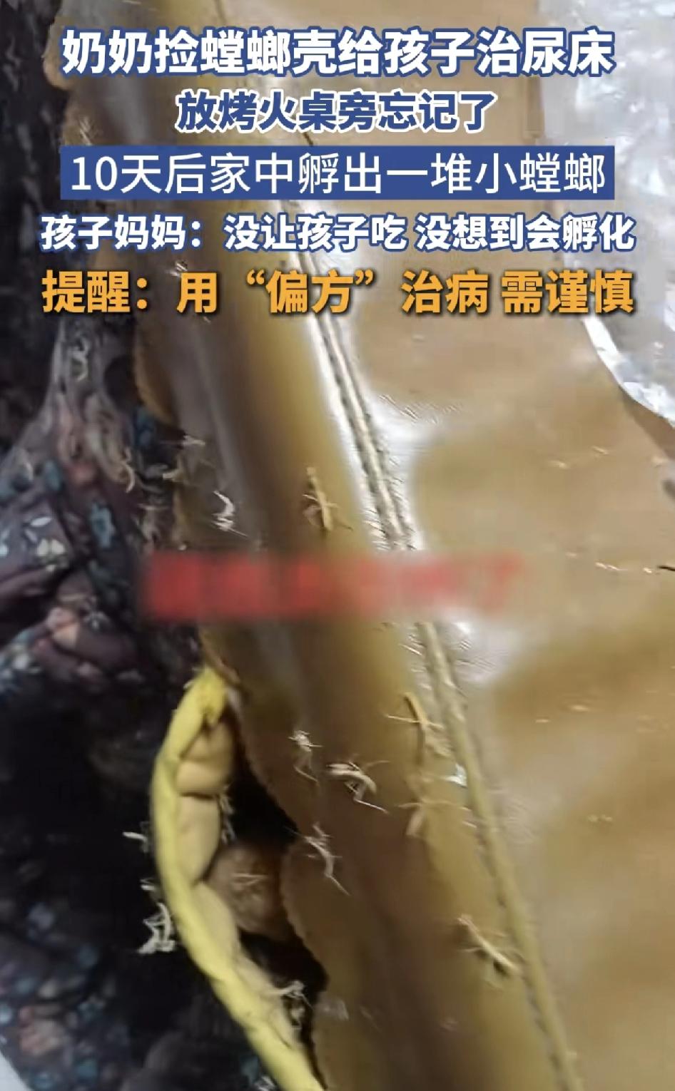 广西桂林一位妈妈发视频称奶奶说螳螂可可以给孩子吃尿床，于是妈妈就在外面捡了一些。