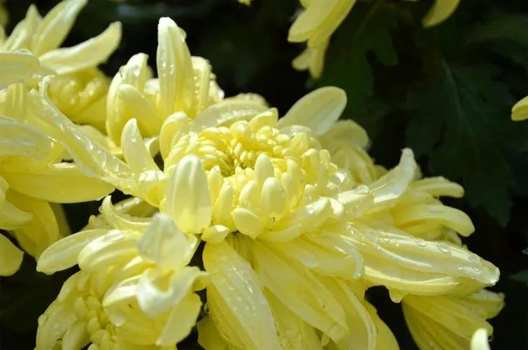 #上联：硕果累累秋分至，诚邀下联#
下联：菊花绽放寒露来
