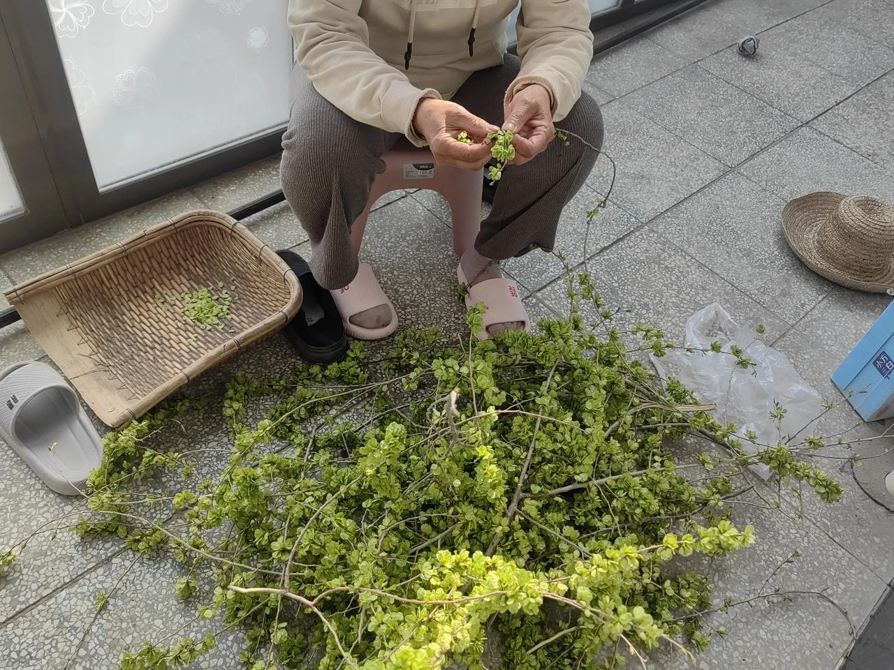 今天下午费了好大劲，在树上弄了点榆钱。
小时候到了这个季节，经常吃棒子面的榆钱烀