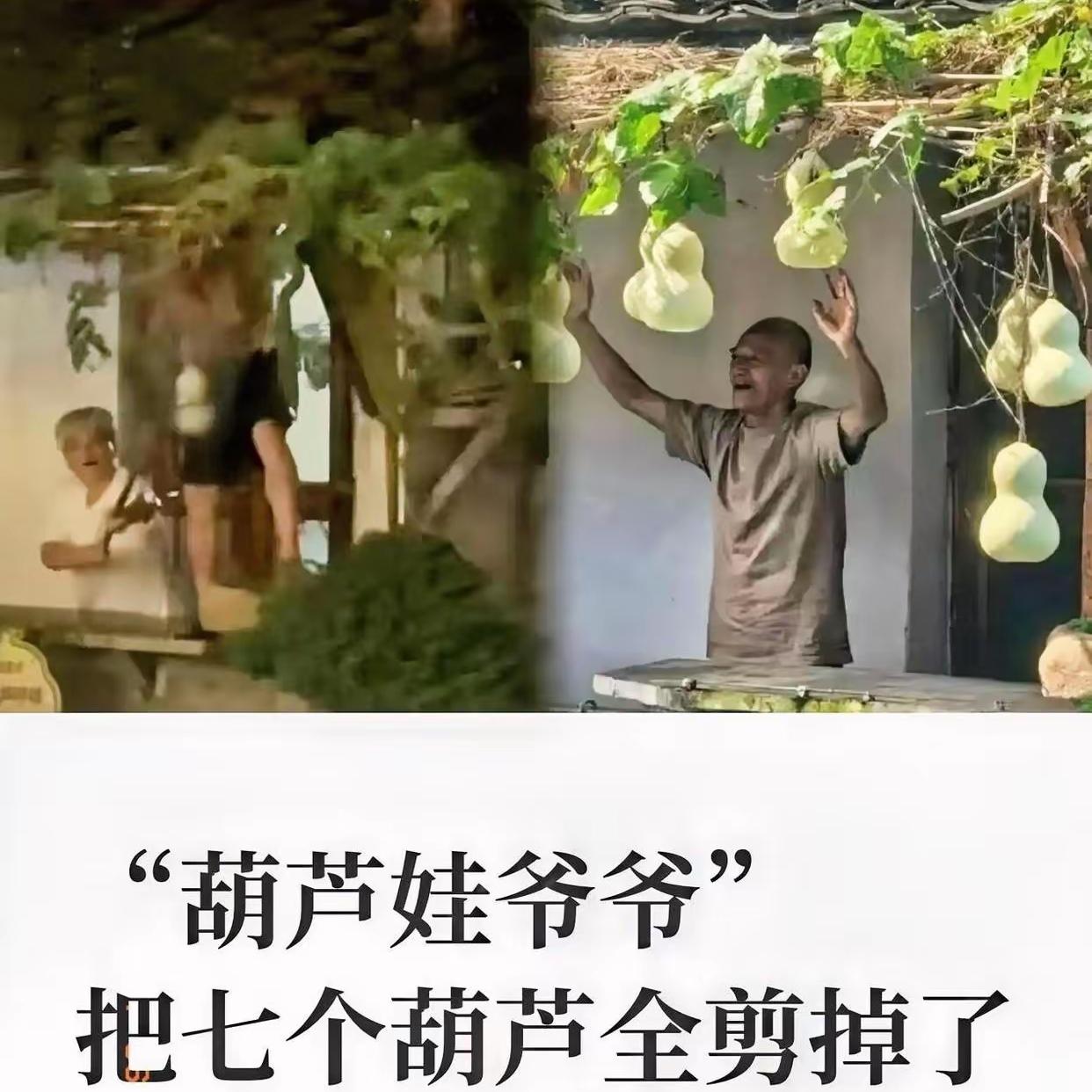 人真的不能吃得太饱！
绍兴书圣故里那七个爆火的葫芦，最终被陈爷爷亲手剪下，这件事