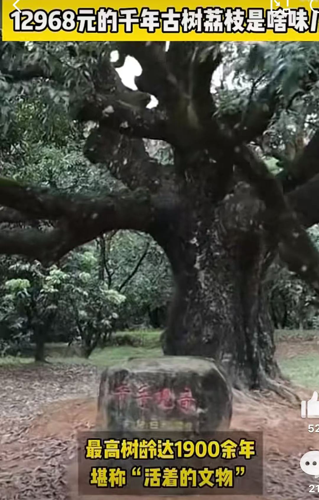 12968元的千年古树荔枝是啥味儿茂名千年古荔凭深厚历史底蕴走红网络，既坐拥绝佳