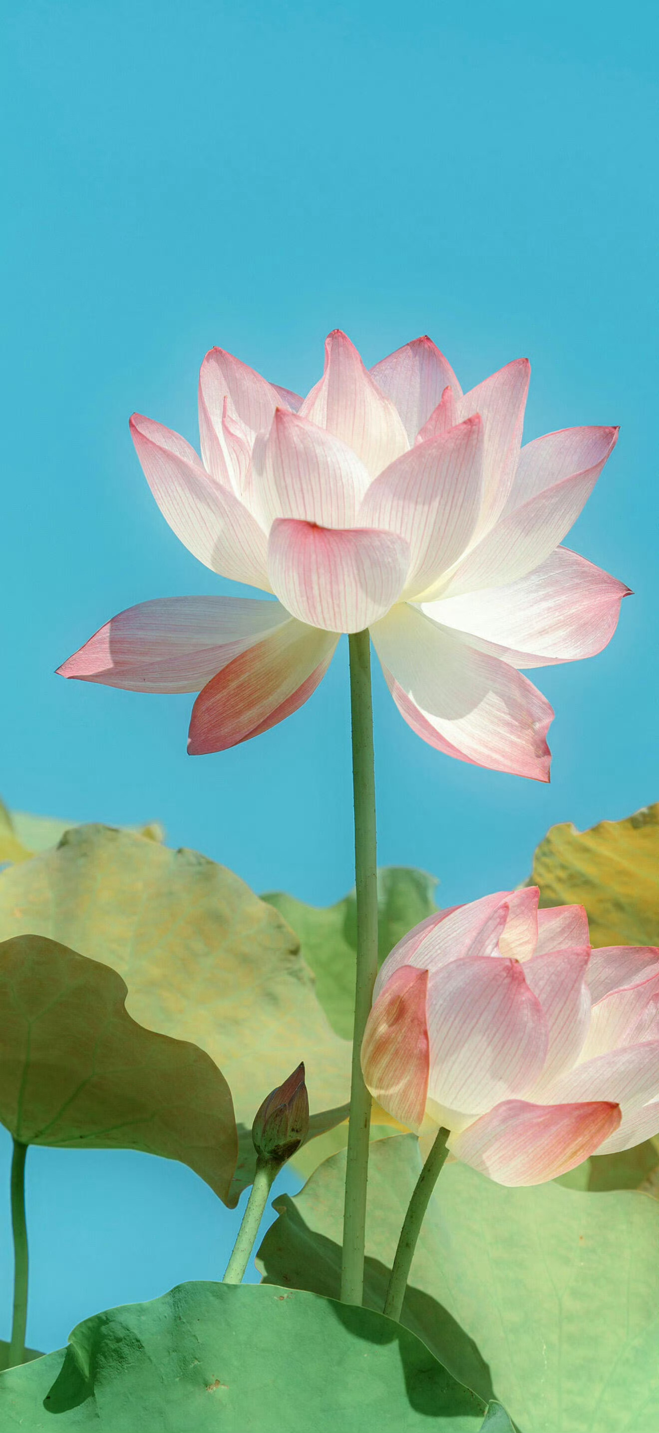 手机壁纸~ 