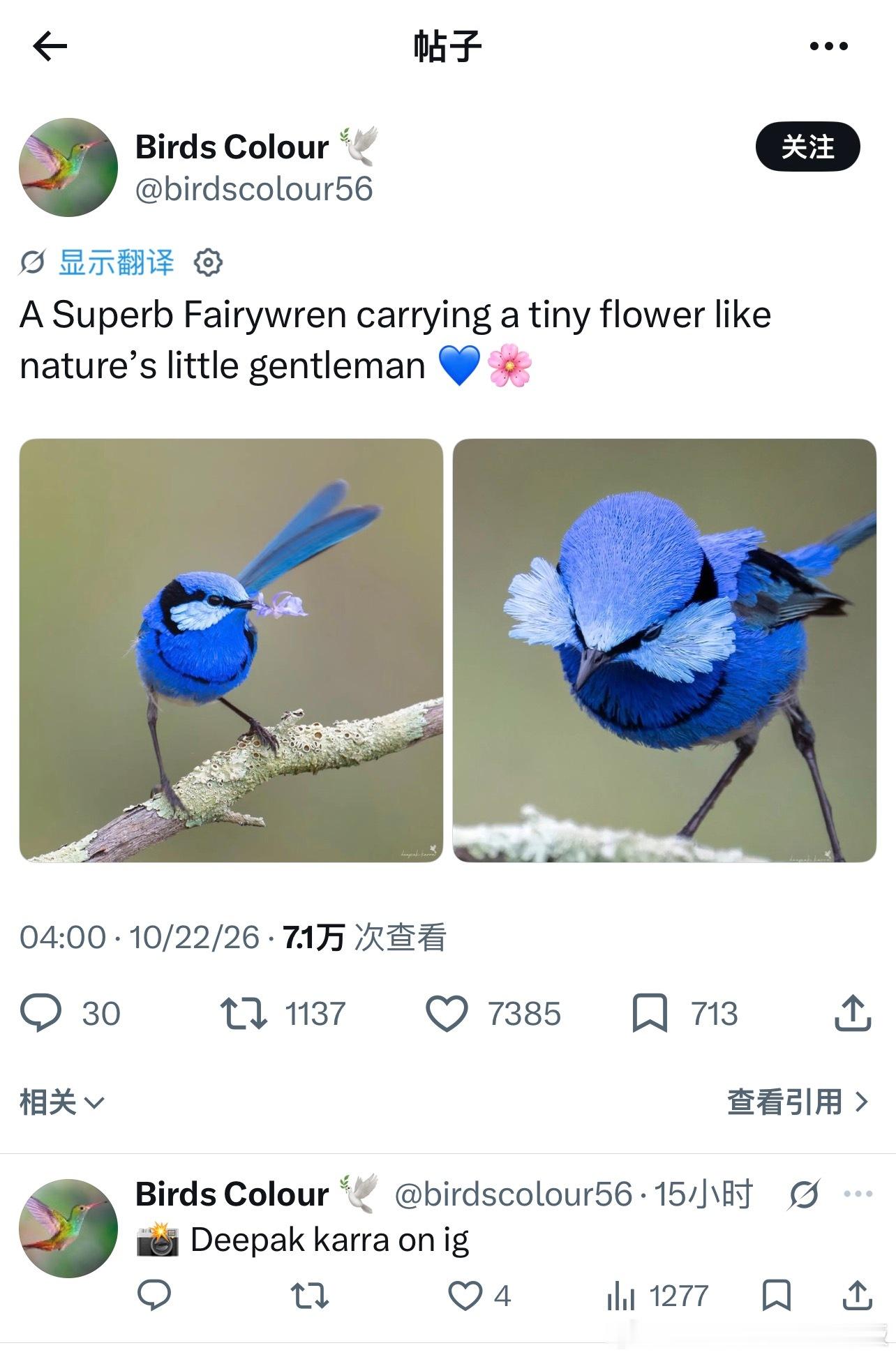 一只衔着小花的细尾鹩莺 ​​​