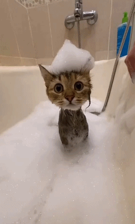 猫咪洗澡的这个视角也太可爱啦...[太开心]