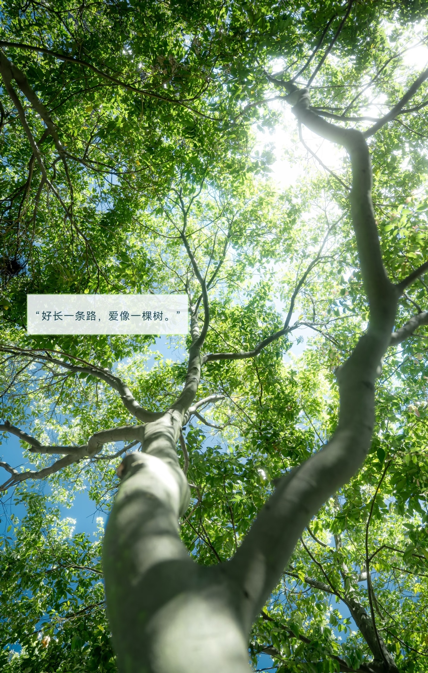 🌳