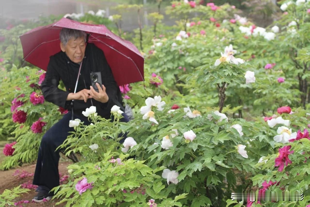 雨中的龙门牡丹园，百年牡丹园绽放艳丽芬芳，这是春游洛阳的好地方

雨中走进龙门牡